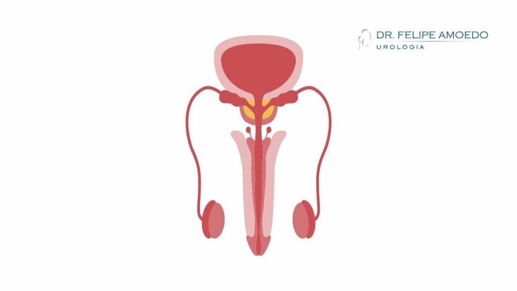 Anatomia do pênis